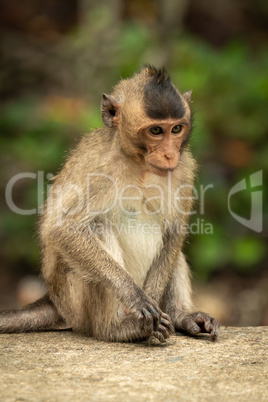 Baby long-tailed macaque sits on concrete wall