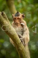 Baby long-tailed macaque sits on green branch