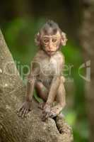Baby long-tailed macaque sits on tree trunk