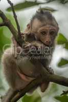 Baby long-tailed macaque sitting in leafy tree