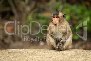 Baby long-tailed macaque sits with mouth open