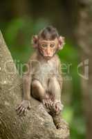 Baby long-tailed macaque sitting on tree trunk