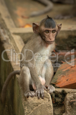 Baby long-tailed macaque sitting on wall corner