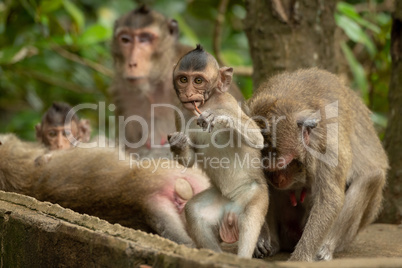 Baby long-tailed macaque stands up chewing twig