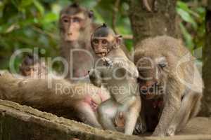 Baby long-tailed macaque stands up chewing twig