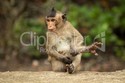 Baby long-tailed macaque stretches leg on wall