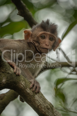 Close-up of baby long-tailed macaque in tree