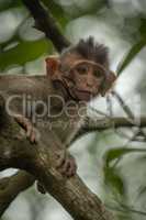 Close-up of baby long-tailed macaque in tree