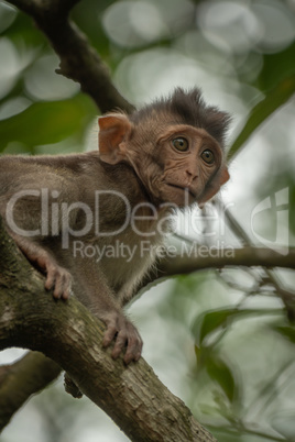 Close-up of baby long-tailed macaque on branch