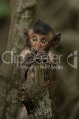 Close-up of baby long-tailed macaque on stump