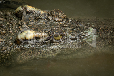 Close-up of crocodile head in muddy water