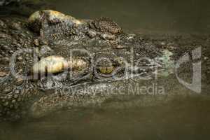 Close-up of crocodile head in muddy water