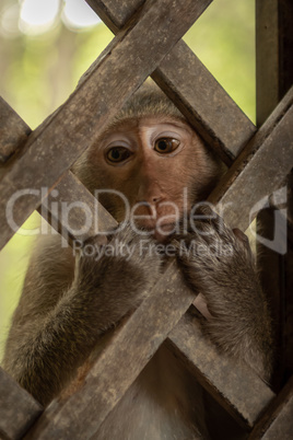 Close-up of long-tailed macaque behind wooden trellis