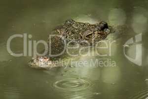 Crocodile head moves slowly through muddy water