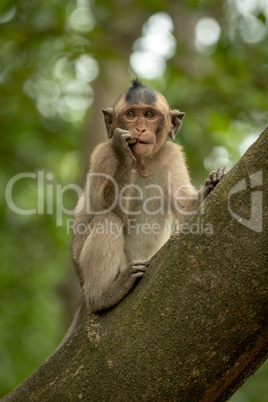 Long-tailed macaque bites shiny object in tree