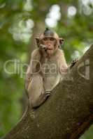 Long-tailed macaque bites shiny object in tree