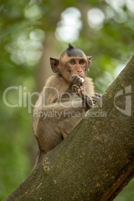 Long-tailed macaque bites shiny object on branch