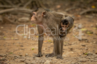 Long-tailed macaque carries baby on sandy rocks Long-tailed macaque carries baby on sandy rocks