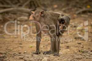 Long-tailed macaque carries baby on sandy rocks