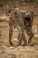 Long-tailed macaque carries baby over rocky ground