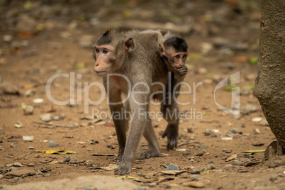 Long-tailed macaque carries baby over leafy ground