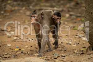 Long-tailed macaque carries baby over leafy ground