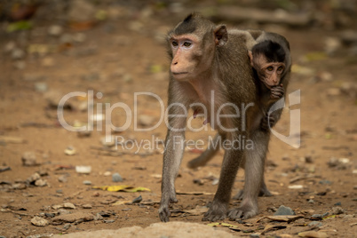 Long-tailed macaque carries baby over sandy ground
