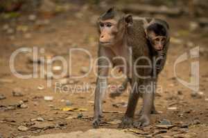 Long-tailed macaque carries baby over sandy ground