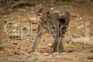 Long-tailed macaque carries baby over sandy rocks