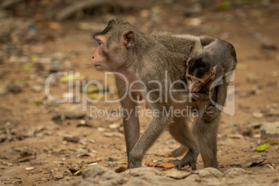 Long-tailed macaque carrying baby over leafy rocks