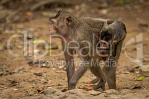 Long-tailed macaque carrying baby over leafy rocks