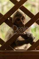 Long-tailed macaque clings to wooden trellis window