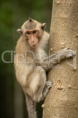 Long-tailed macaque clinging to trunk of tree