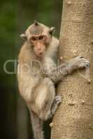 Long-tailed macaque clinging to trunk of tree