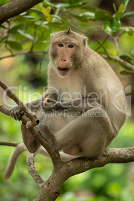 Long-tailed macaque eats in tree facing camera