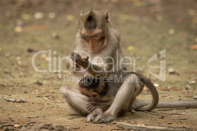 Long-tailed macaque examines hand while carrying baby