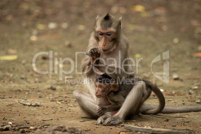 Long-tailed macaque examines hand while holding baby