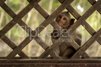 Long-tailed macaque faces camera through wooden trellis