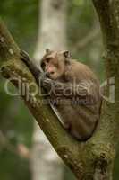 Long-tailed macaque grooming itself in forked branches