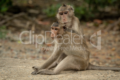 Long-tailed macaque grooming mate on concrete path