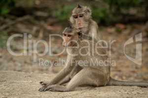Long-tailed macaque grooming mate on concrete path
