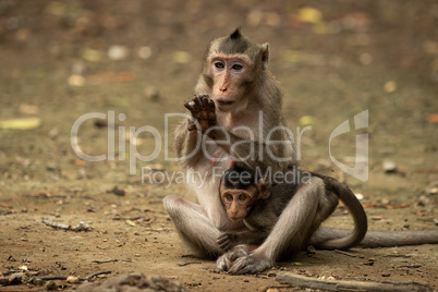 Long-tailed macaque grooms hand while carrying baby