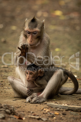 Long-tailed macaque grooms hand while holding baby