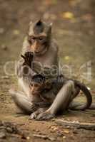 Long-tailed macaque grooms hand while holding baby