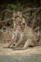 Long-tailed macaque grooms mate on concrete pathway