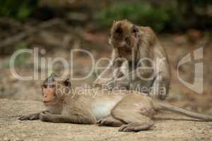 Long-tailed macaque grooms mate on concrete path