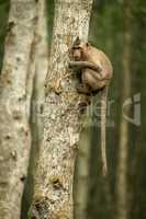 Long-tailed macaque in tree with tail dangling