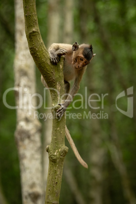 Long-tailed macaque looks down from tree trunk