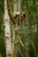Long-tailed macaque looks down from tree trunk