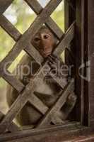 Long-tailed macaque looks mournfully through wooden trellis